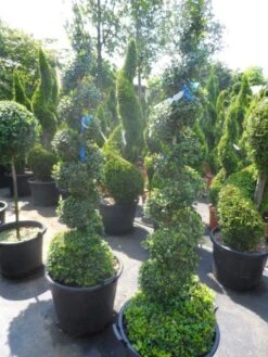 Buxus Als Spiraal (Buxus Sempervirens) -Green Roots Exporteren Winkel buxus sempervirens spiraal 150 175 c50 70