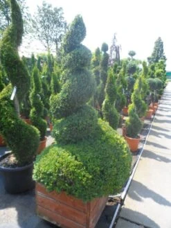 Buxus Als Spiraal (Buxus Sempervirens) -Green Roots Exporteren Winkel buxus sempervirens spiraal 150 175 houten bak extra dik
