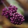 Schoonvrucht (Callicarpa Bodinieri 'Profusion')