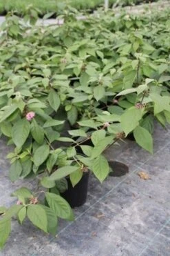 Schoonvrucht (Callicarpa Bodinieri 'Profusion') -Green Roots Exporteren Winkel callicarpa bodinieri profusion 2