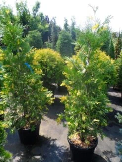 Bonte Libocedrus (Calocedrus Decurrens 'Aureovariegata') -Green Roots Exporteren Winkel calocedrus decurrens aureovariegata 125 150 175