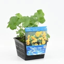 Dubbele Gele Dotterbloem (Caltha Palustris 'Multiplex')