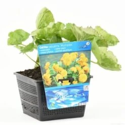 Dubbele Gele Dotterbloem (Caltha Palustris 'Multiplex') -Green Roots Exporteren Winkel caltha pal. multiplex s