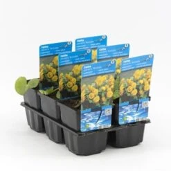Dubbele Gele Dotterbloem (Caltha Palustris 'Multiplex') -Green Roots Exporteren Winkel caltha palustris multiplex 20180321212520