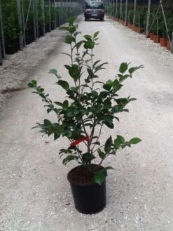 Camellia (Camellia Japonica 'Black Lace') -Green Roots Exporteren Winkel camelia black lace c7