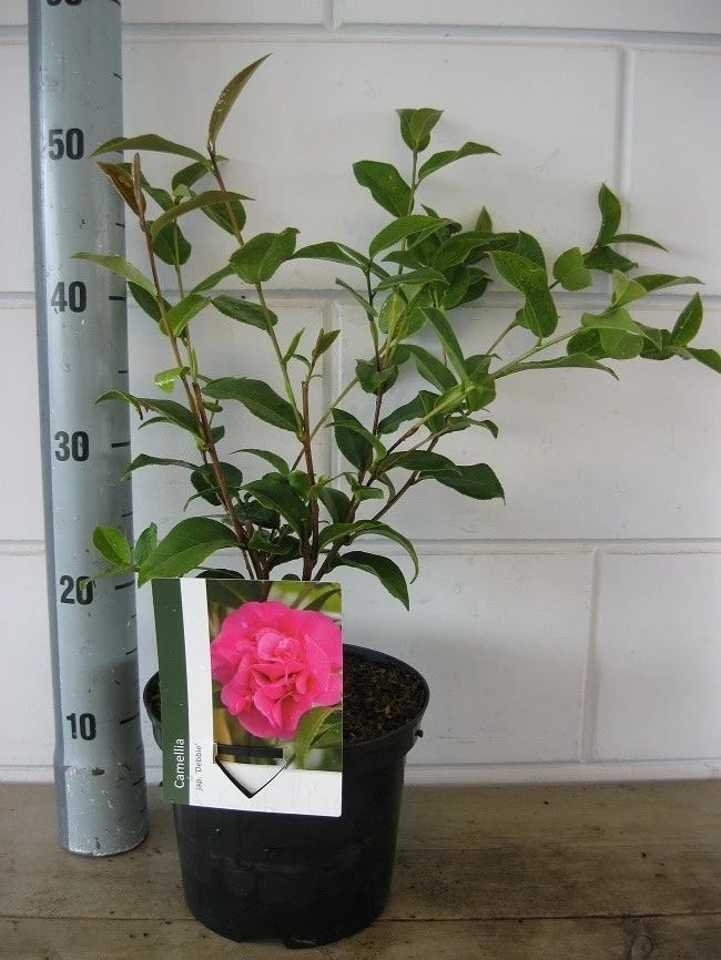 Camelia Als Leivorm (Camellia 'Debbie') 2 Camelia Als Leivorm (Camellia 'Debbie') - Afbeelding 2