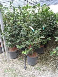 Camelia (Camellia, Rood) 25 Camelia (Camellia, Rood) -Green Roots Exporteren Winkel camellia
