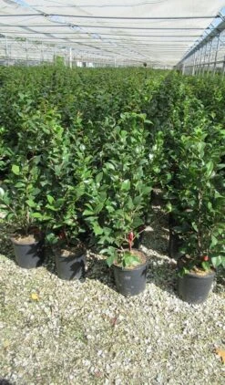 Camelia (Camellia 'Debbie') -Green Roots Exporteren Winkel camellia 3