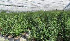 Camelia (Camellia 'Debbie') -Green Roots Exporteren Winkel camellia 4