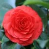 Camellia (Camellia Japonica 'Black Lace')