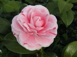 Camelia (Camellia Japonica 'Bonomiana') 6 Camelia (Camellia Japonica 'Bonomiana') -Green Roots Exporteren Winkel camellia bonomiana 1