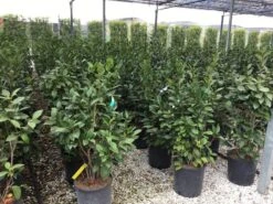 Camelia (Camellia 'Debbie') -Green Roots Exporteren Winkel camellia c12