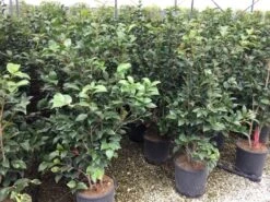 Camelia (Camellia 'Debbie') -Green Roots Exporteren Winkel camellia c12 2 1