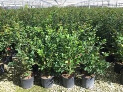 Camelia (Camellia 'Debbie') -Green Roots Exporteren Winkel camellia c7 2