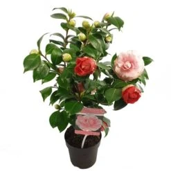 Camelia (Camellia Japonica 'Bonomiana') -Green Roots Exporteren Winkel camellia jap. bonomiana p15