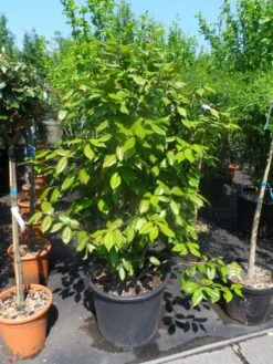 Camelia Als Leivorm (Camellia Japonica) -Green Roots Exporteren Winkel camellia japonica 125 150 175 c50