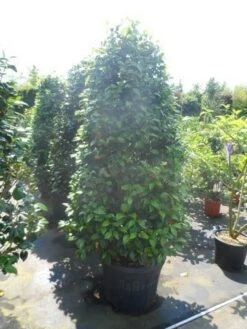 Camelia (Camellia 'Debbie') -Green Roots Exporteren Winkel camellia japonica 175 200 1