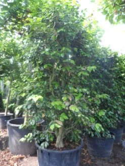 Camelia Als Leivorm (Camellia Japonica) -Green Roots Exporteren Winkel camellia japonica 200 250 300 cont 1