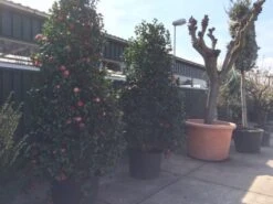 Camelia (Camellia, Rose) 19 Camelia (Camellia, Rose) -Green Roots Exporteren Winkel camellia japonica 200 250 300 extra 1