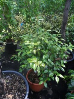 Camelia (Camellia, Rood) 20 Camelia (Camellia, Rood) -Green Roots Exporteren Winkel camellia japonica 60 80 c20 25 1