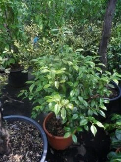 Camelia (Camellia, Rose) 18 Camelia (Camellia, Rose) -Green Roots Exporteren Winkel camellia japonica 60 80 c20 25 1 2