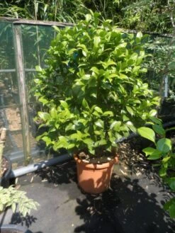 Camelia Als Leivorm (Camellia Japonica) -Green Roots Exporteren Winkel camellia japonica 80 100 125