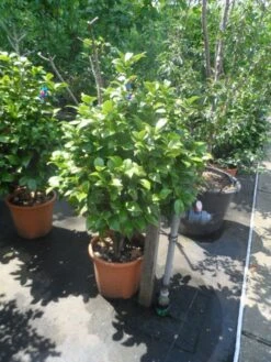 Camelia (Camellia, Rose) 16 Camelia (Camellia, Rose) -Green Roots Exporteren Winkel camellia japonica 80 100