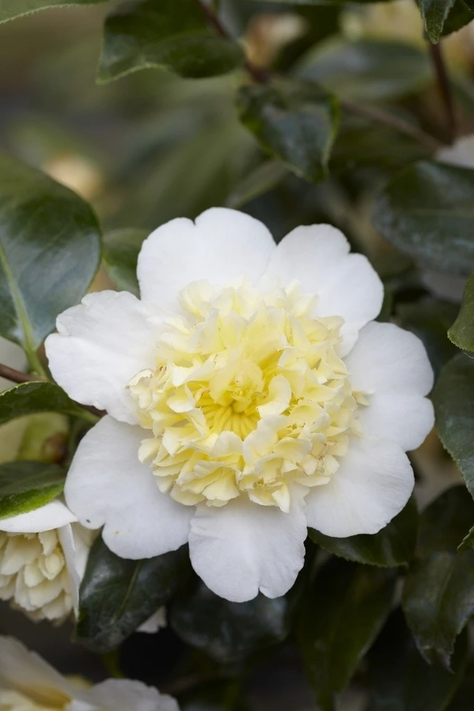 Camelia (Camellia Japonica 'Brushfield's Yellow') 1 Camelia (Camellia Japonica 'Brushfield's Yellow')