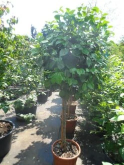 Camelia Op Stam (Camellia Japonica) -Green Roots Exporteren Winkel camellia japonica halfstam c35 50 1