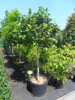 Camelia Op Stam (Camellia Japonica) -Green Roots Exporteren Winkel camellia japonica halfstam c70 extra 2