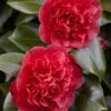 Camelia (Camellia Japonica 'Kramer's Supreme')