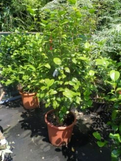 Camelia (Camellia, Rood) 21 Camelia (Camellia, Rood) -Green Roots Exporteren Winkel camellia japonica wit 80 100 125