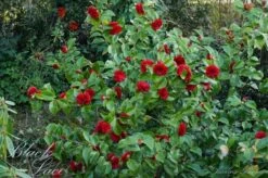 Camellia (Camellia Japonica 'Black Lace') -Green Roots Exporteren Winkel camellia ret. black lace 1