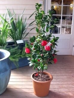 Camellia (Camellia Japonica 'Black Lace') -Green Roots Exporteren Winkel camellia ret. black lace 2