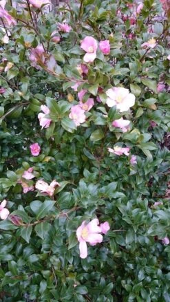 Camelia Als Boom (Camellia Sasanqua) -Green Roots Exporteren Winkel camellia sasangua 2 1 1