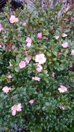 Camelia Als Bonsai (Camellia Sasanqua) -Green Roots Exporteren Winkel camellia sasangua 4 1