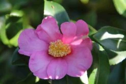 Camelia (Camellia Sasanqua) -Green Roots Exporteren Winkel camellia sasanqua 2 1