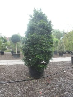 Camelia (Camellia Sasanqua) -Green Roots Exporteren Winkel camellia sasanqua 300 350 c500