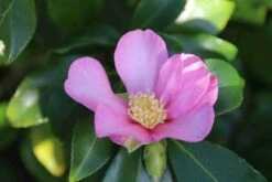 Camelia (Camellia Sasanqua) -Green Roots Exporteren Winkel camellia sasanqua 3 1