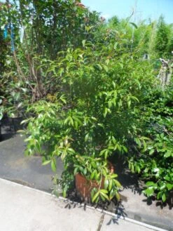 Camelia (Camellia Sasanqua) -Green Roots Exporteren Winkel camellia sasanqua 60 80 100 c25