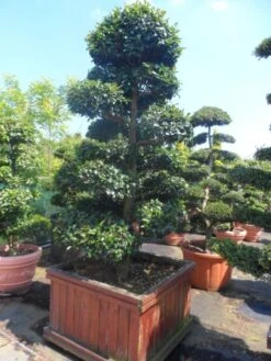 Camelia Als Bonsai (Camellia Sasanqua) -Green Roots Exporteren Winkel camellia sasanqua bonsai 200 225 houten bak