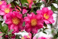 Camelia (Camellia Sasanqua 'Kanjiro')