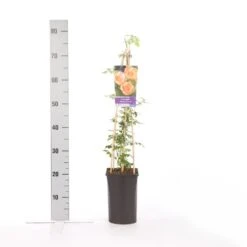 Trompetbloem (Campsis Radicans 'Flava') -Green Roots Exporteren Winkel campsis radicans flava 1