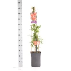 Trompetbloem (Campsis Tagliabuana 'Mme Galen') -Green Roots Exporteren Winkel campsis t. madame galen 1.00 1.25 1