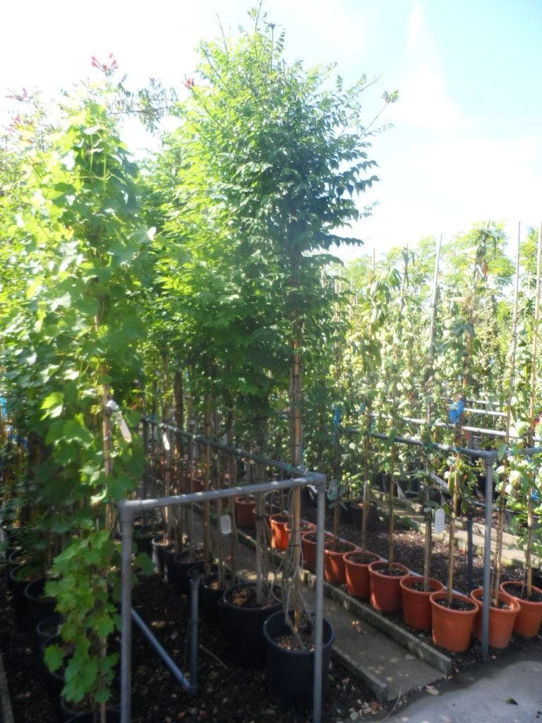 Trompetbloem Als Boom (Campsis Tagliabuana 'Mme Galen') - Afbeelding 4