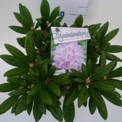 Dwergrhododendron (Rhododendron 'Caroline Allbrook') -Green Roots Exporteren Winkel car. allbrook c4 boven