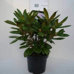 Dwergrhododendron (Rhododendron 'Caroline Allbrook') -Green Roots Exporteren Winkel car. allbrook c4 voor
