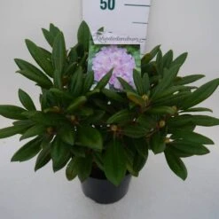 Dwergrhododendron (Rhododendron 'Caroline Allbrook') -Green Roots Exporteren Winkel car. allbrook c4 zij