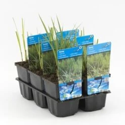 Oeverzegge (Carex Riparia) -Green Roots Exporteren Winkel carex riparia 20180321213112
