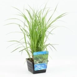 Oeverzegge (Carex Riparia) -Green Roots Exporteren Winkel carex riparia 20180425121140 m 12610 p18